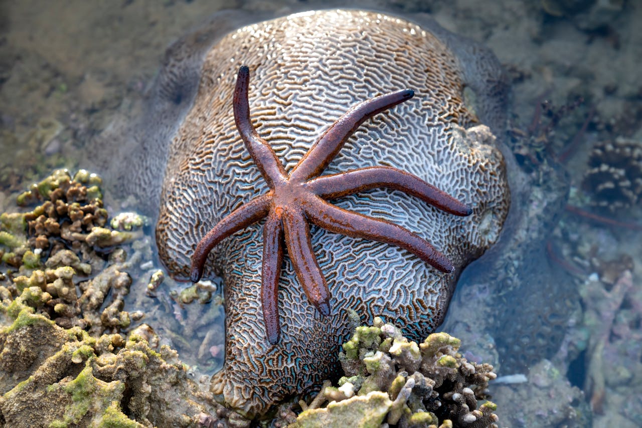 Beyond Beaches: Discover the Best Intertidal Walks in Singapore